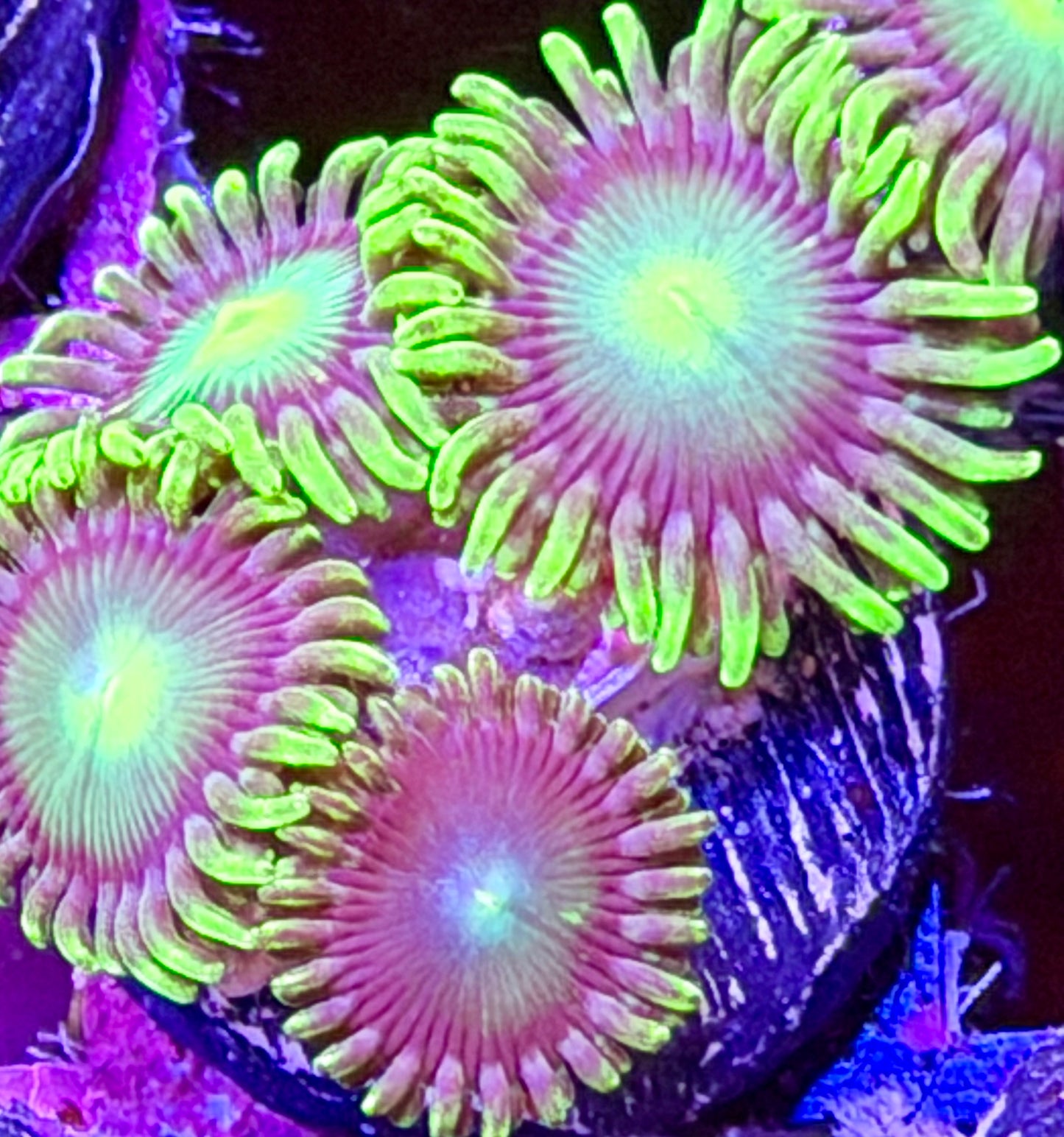 Lady Dragon Eye Zoas