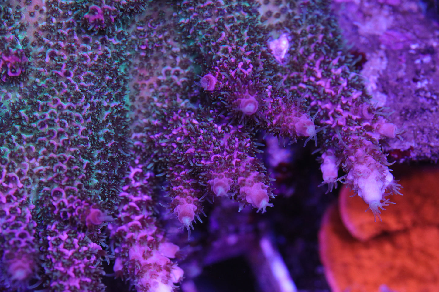 CreamCity Time Crunch Milli - Cut to Order Frag