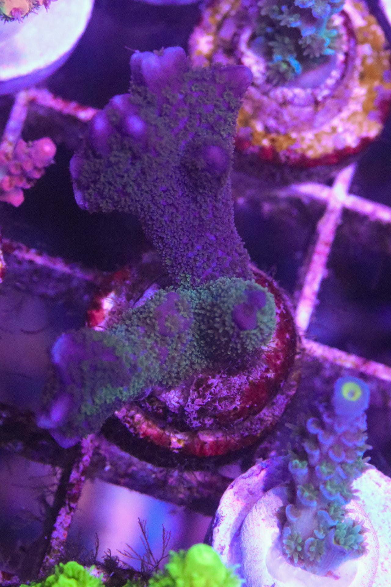 Luca’s Dark Matter Grafted Digi - Cut to Order