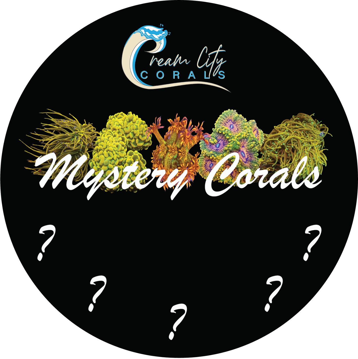 Mystery SPS 3 Pack