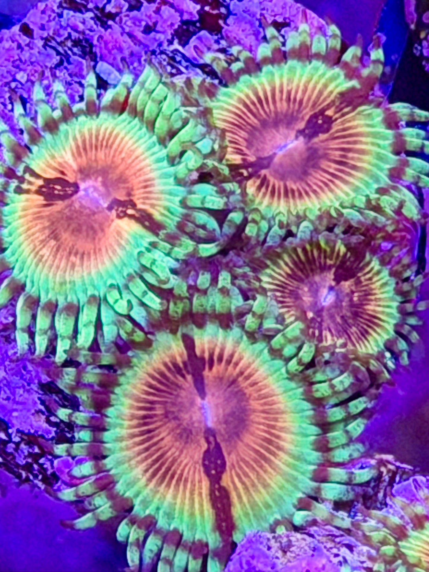 Jason Fox Bloodshot Zoas