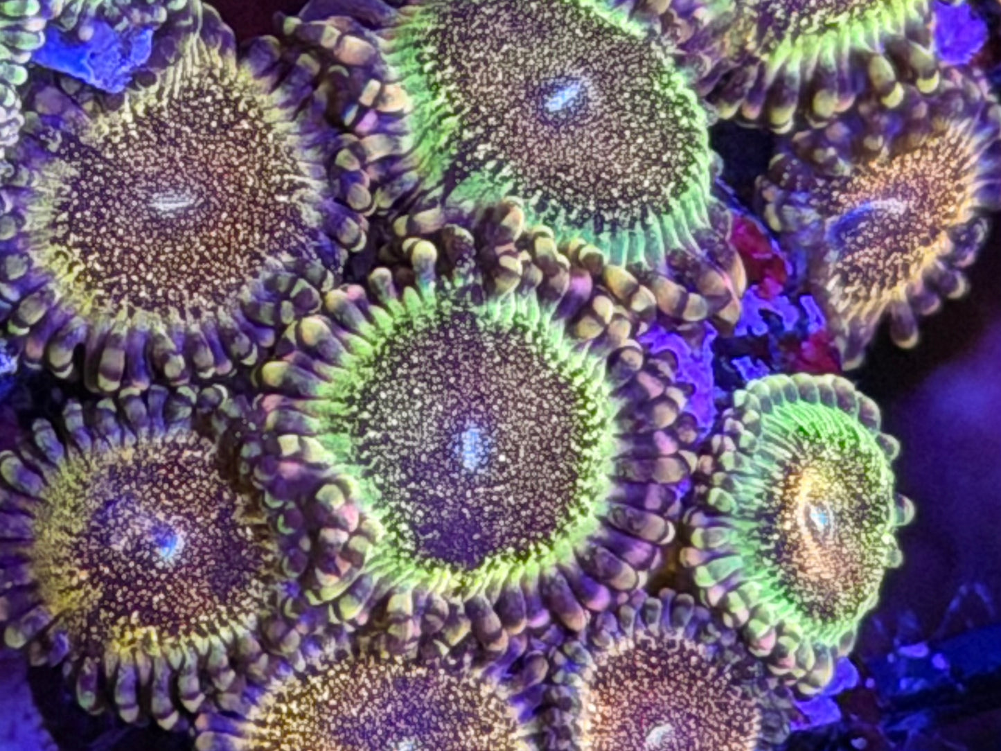 Death Star Zoas