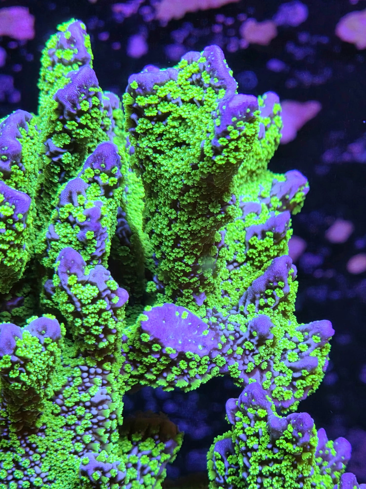 Tubbs Stellata