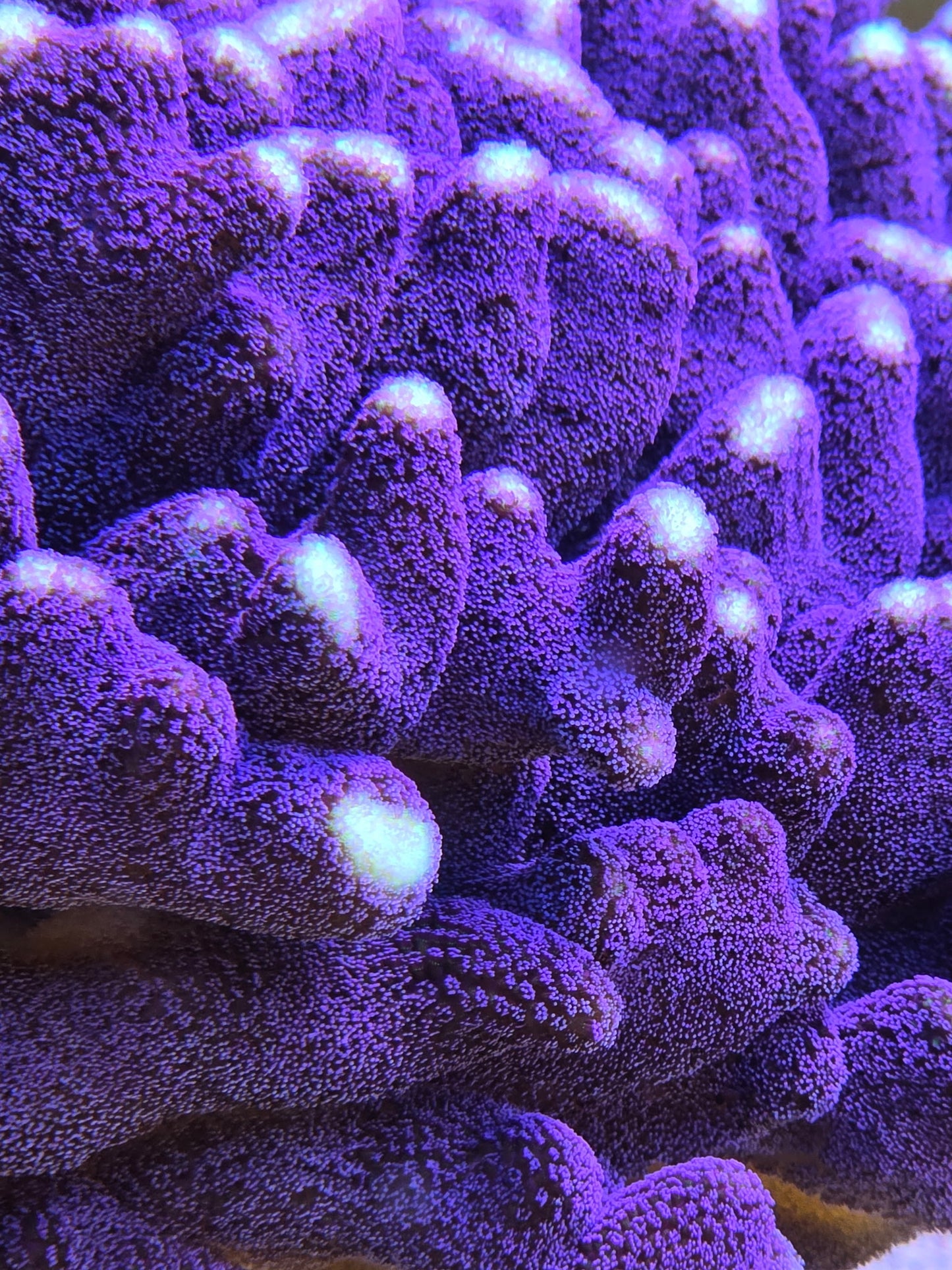 Purple Stylophora