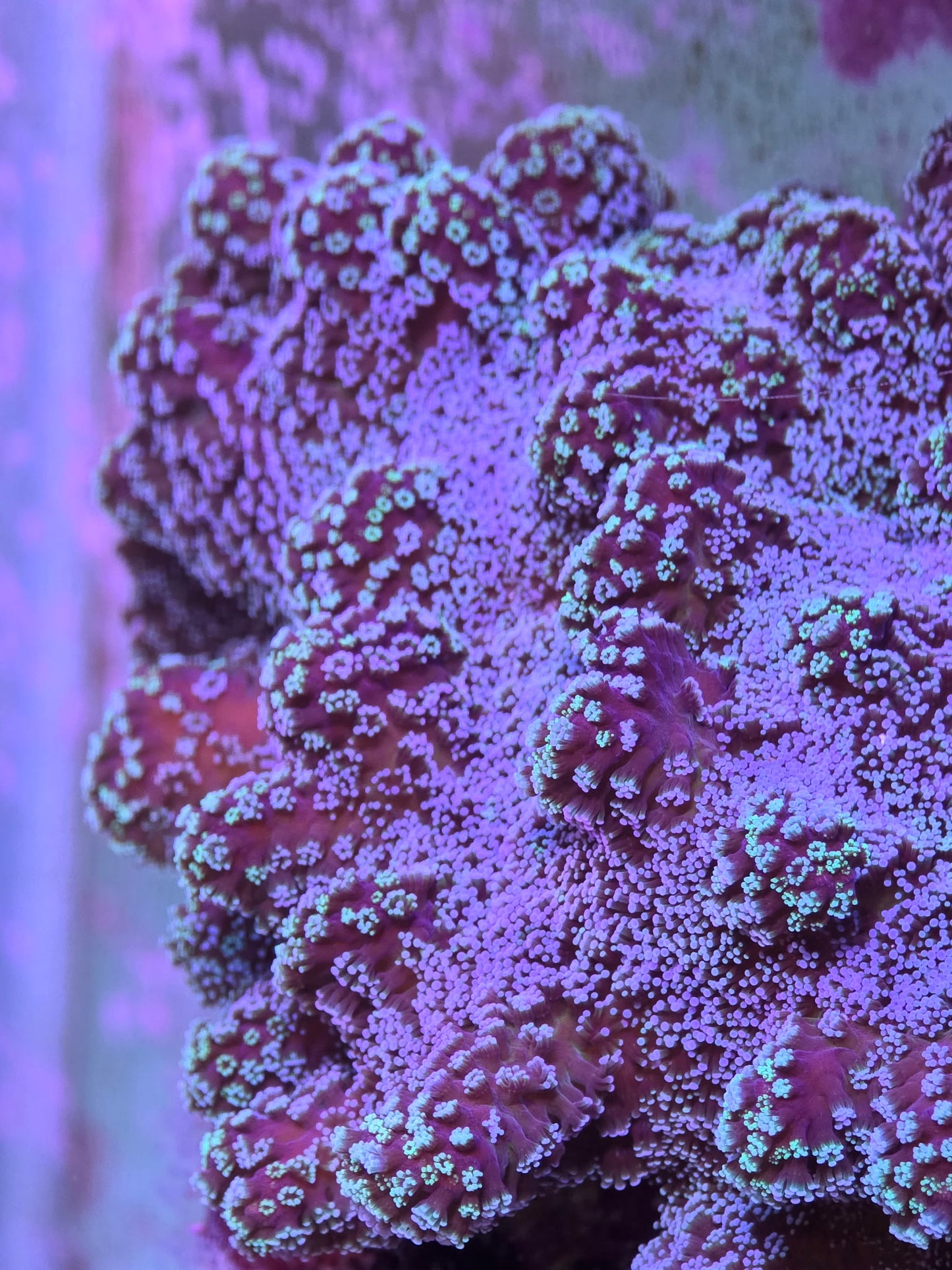 Rainbow Stylophora