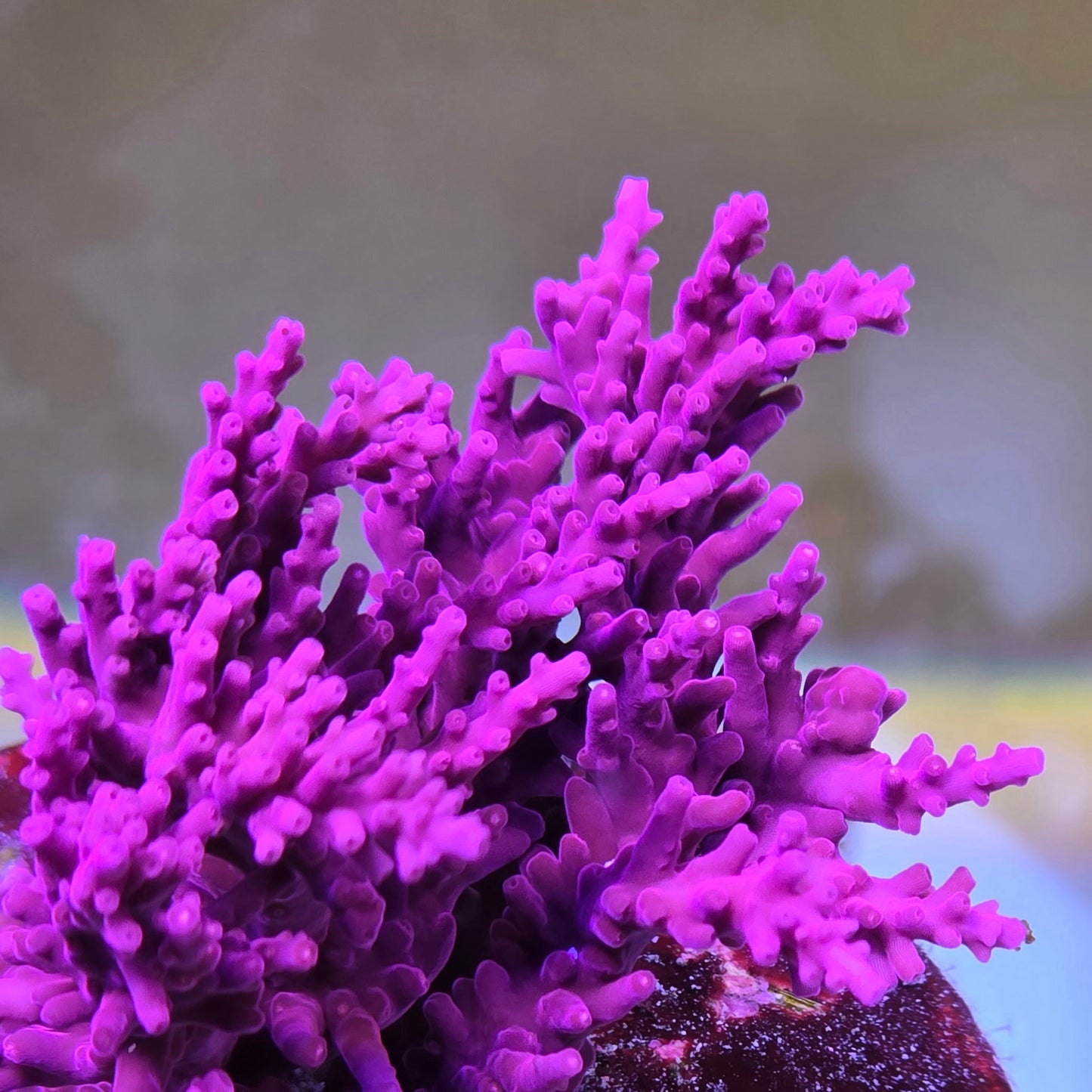 ORA Red Dragon