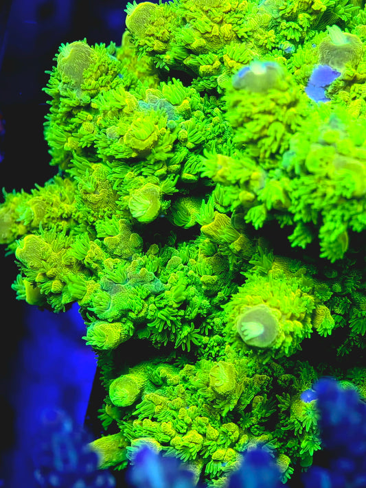 CreamCity Nuclear Green Humilis