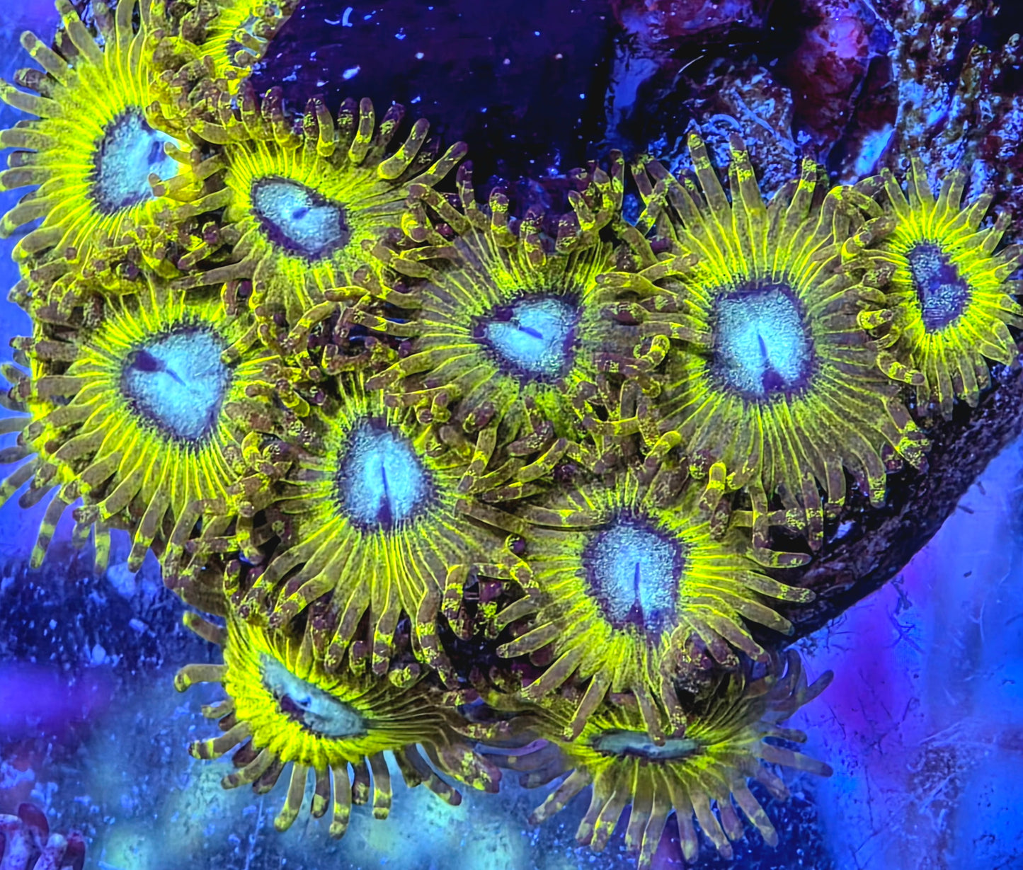 Pikachu Zoas