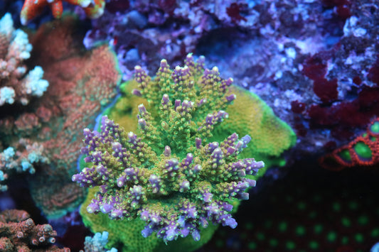 Paletta Pink Tip - Cut To Order