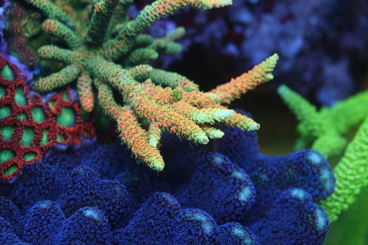 JF Solar Flare - CUT TO ORDER