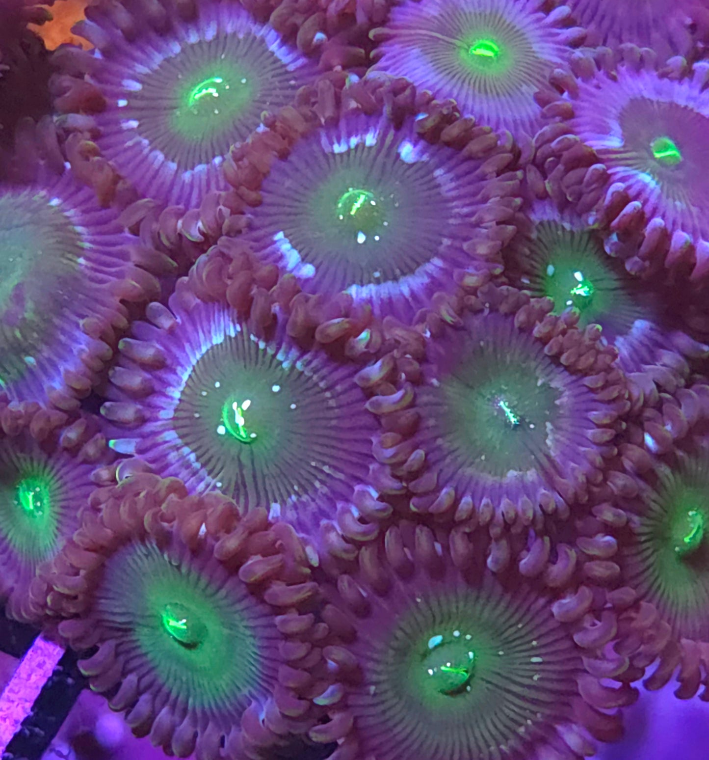 Cream City Jade Lightning