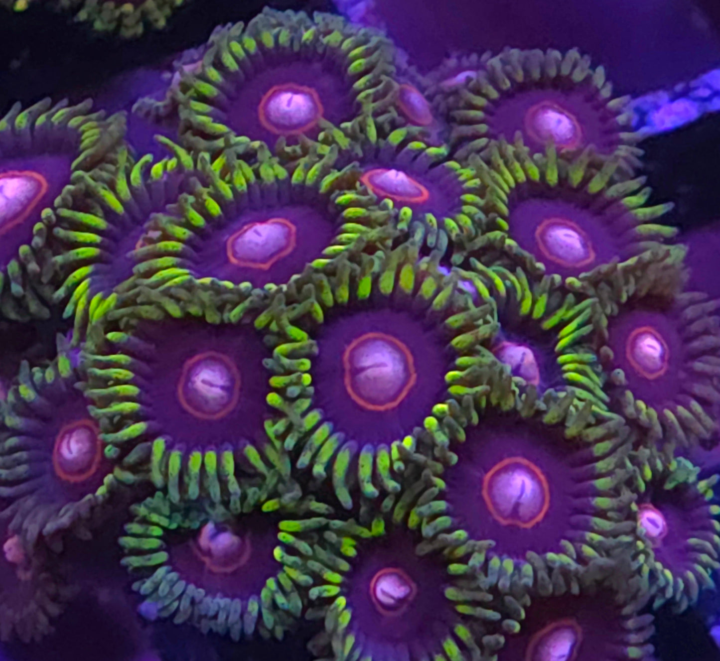 Purple Hearts Zoa
