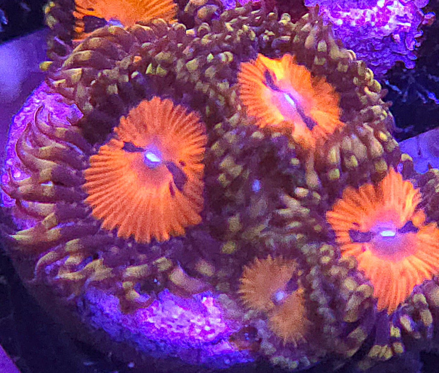 Blood Suckers Zoas