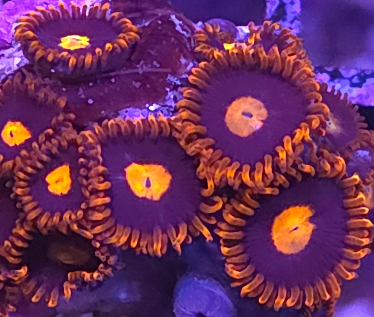 Clementine Zoa