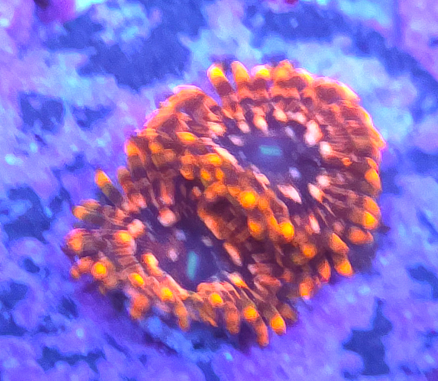 Utter Chaos Zoas