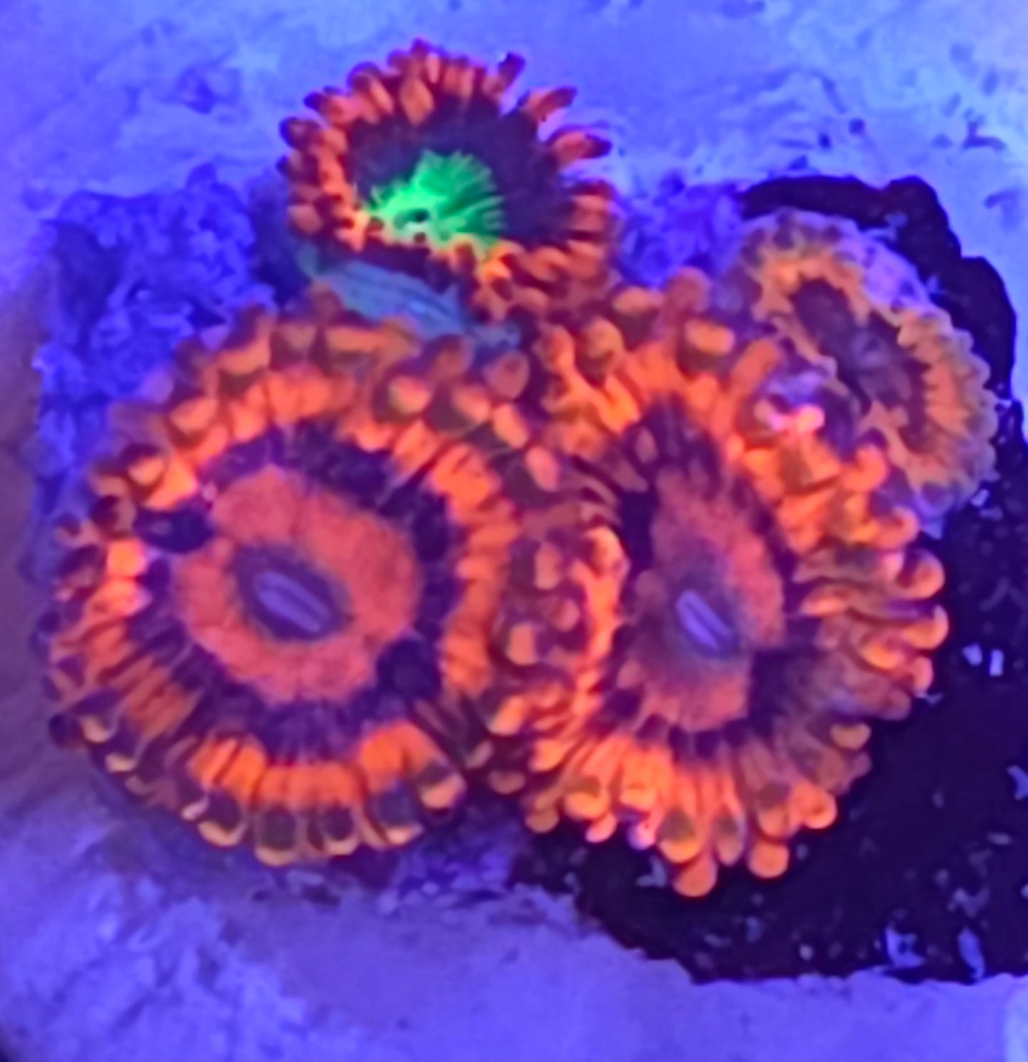 Afterburner zoas