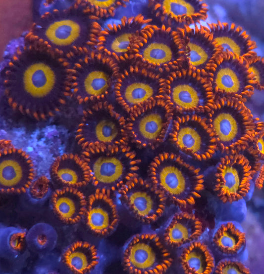 Fruit Loops Zoa