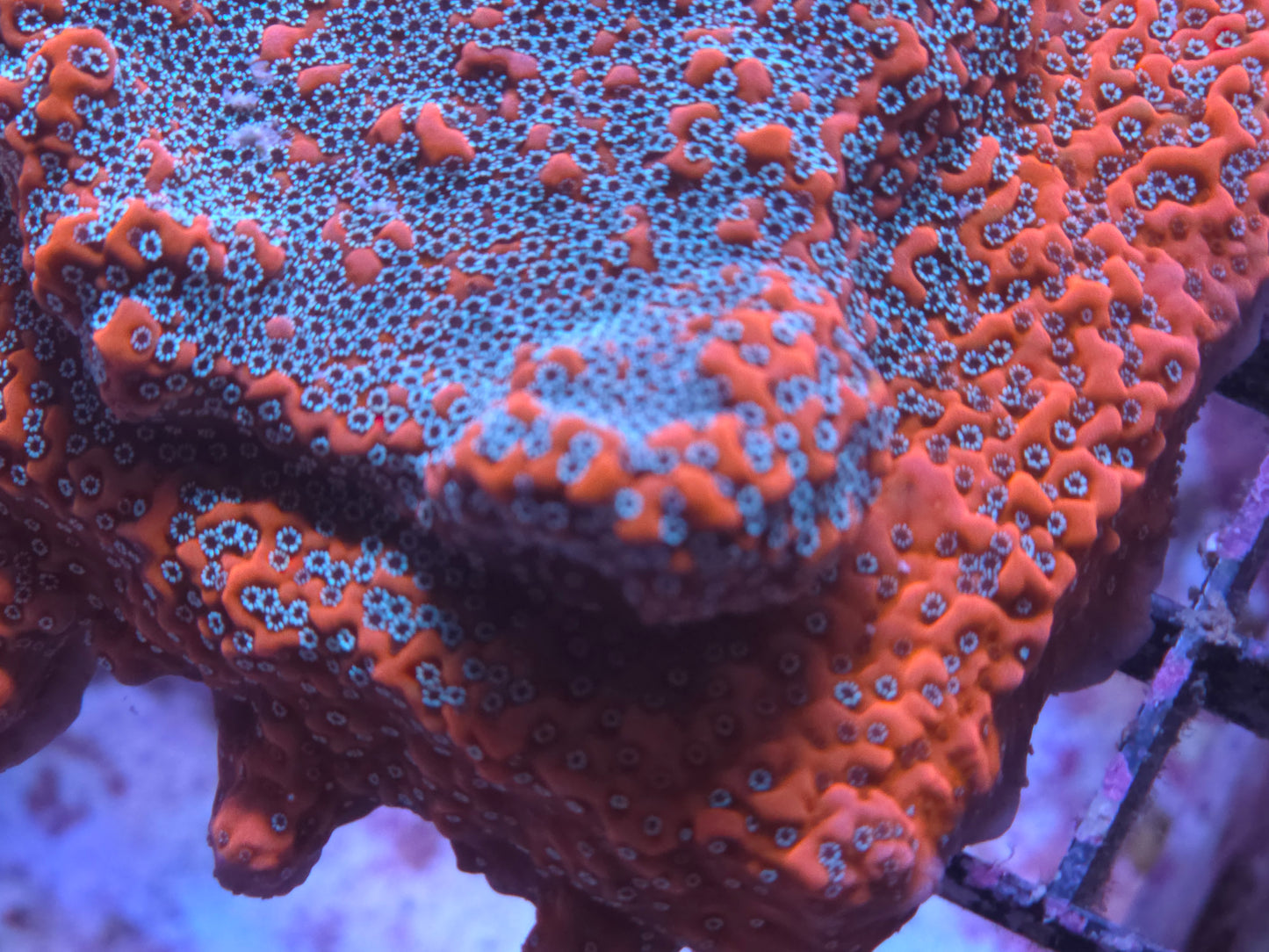 JF Silver Bullet Monti