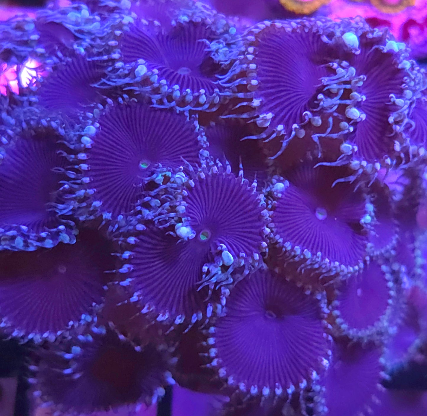 Blue Death Paly