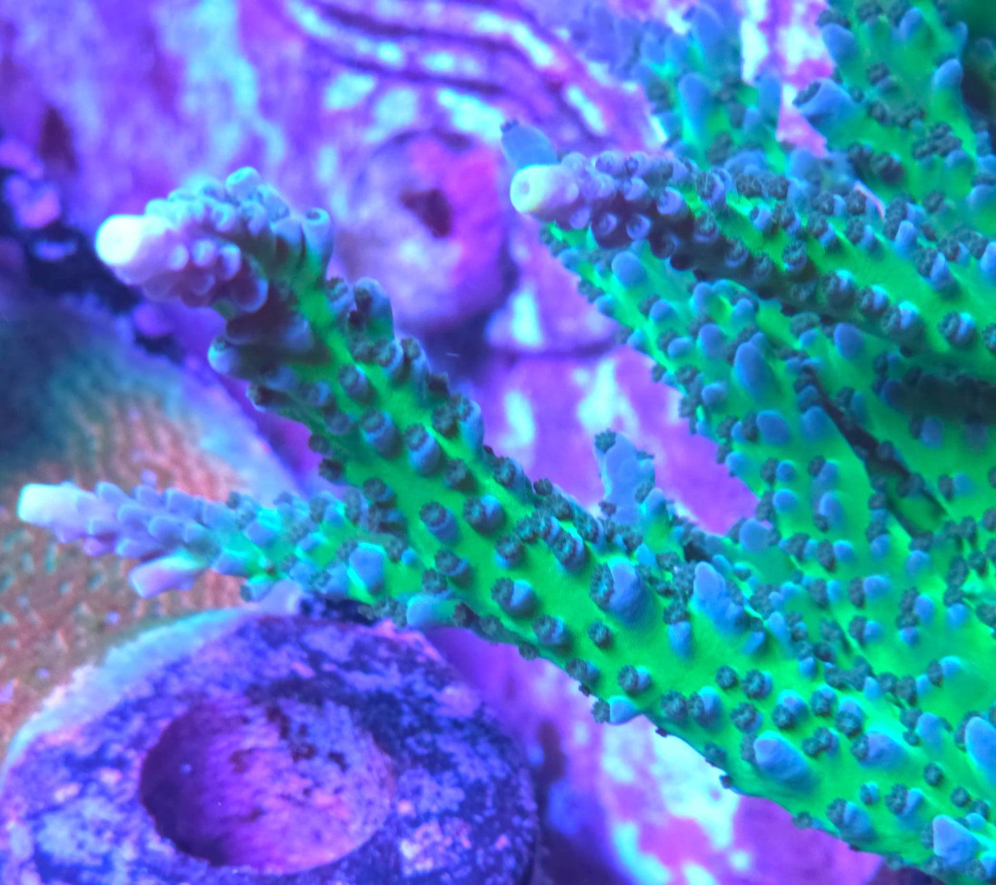 Miyagi Tort - Cut To Order