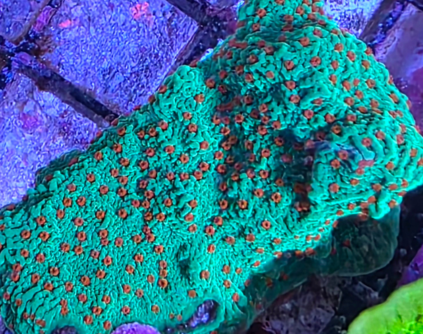 Seasons Greetings Monti