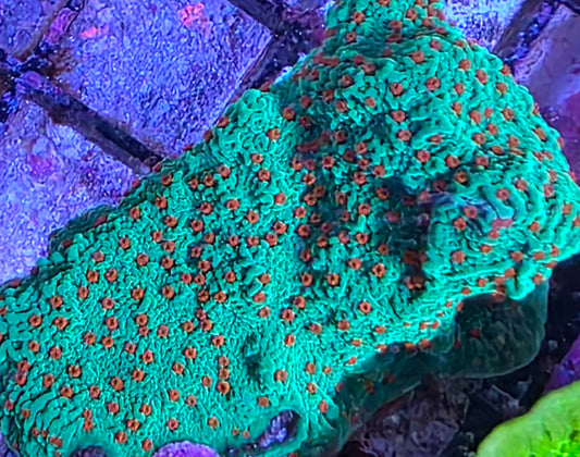 Seasons Greetings Monti