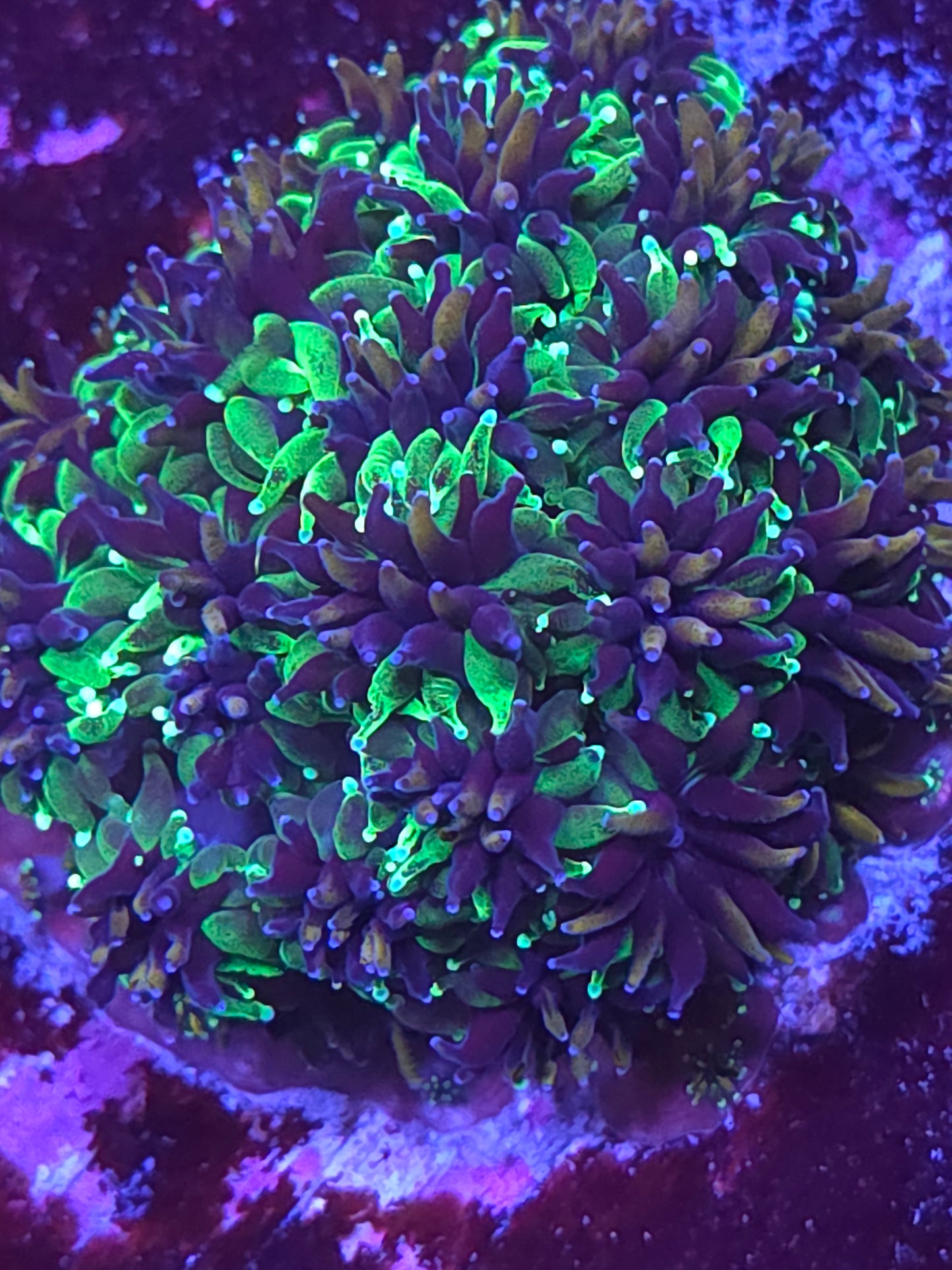 Sonic The Hedgehog Galaxea