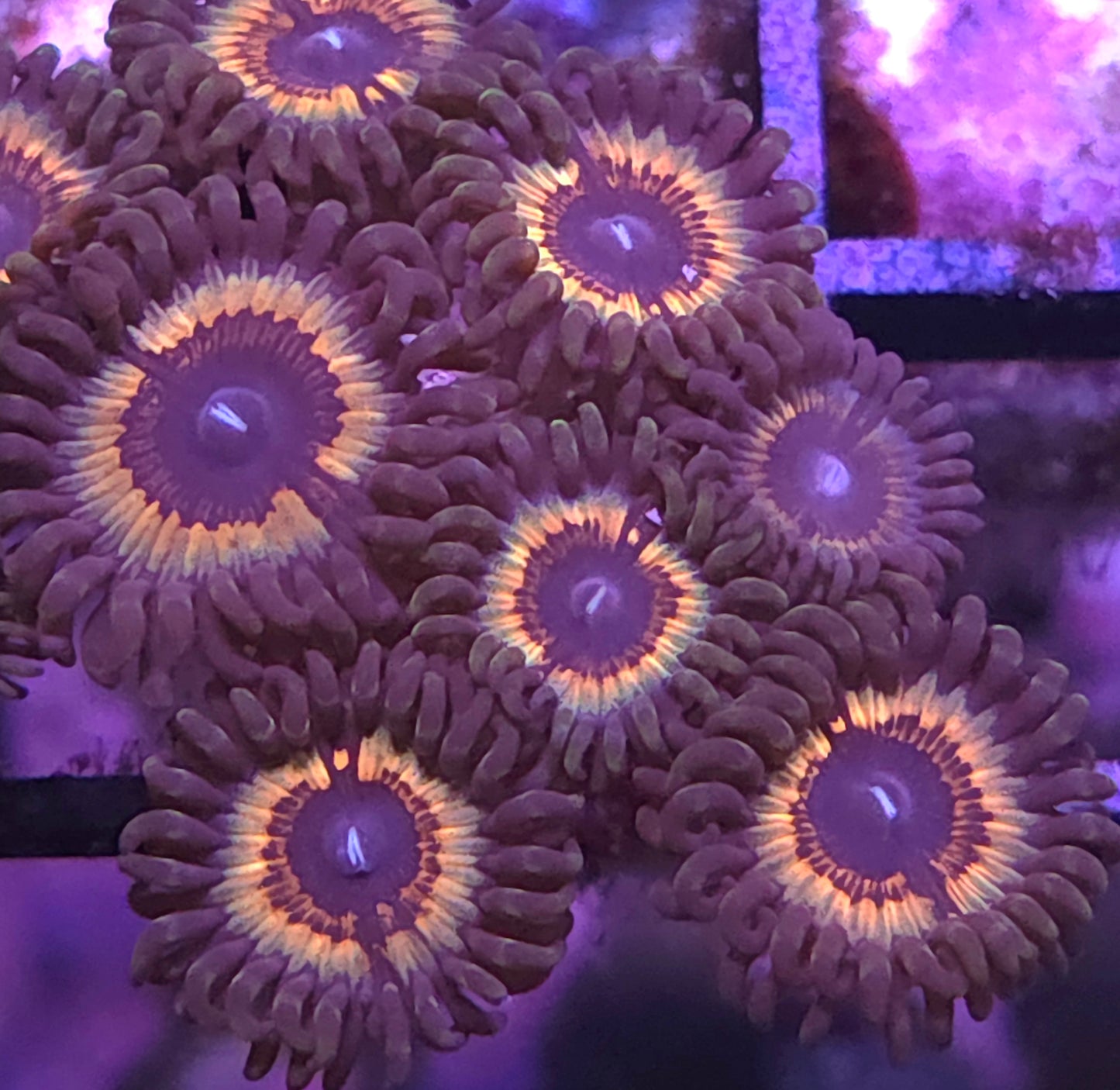 Sonic Flare Zoas