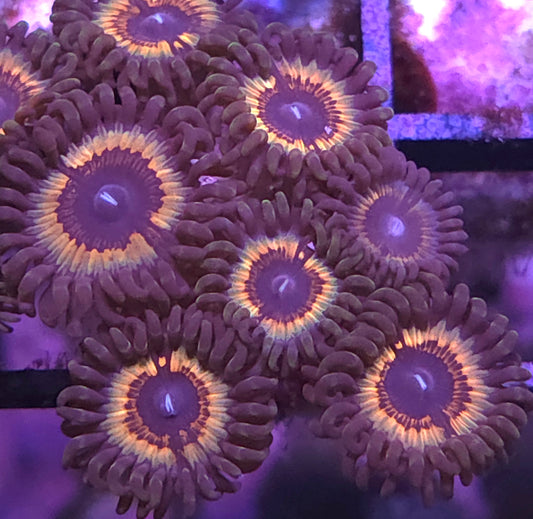 Sonic Flare Zoas