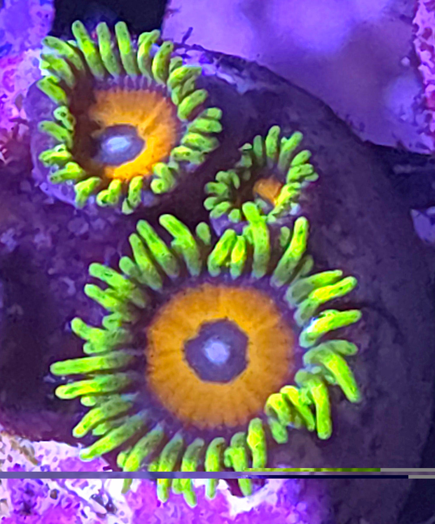 Eagle Eye Zoas