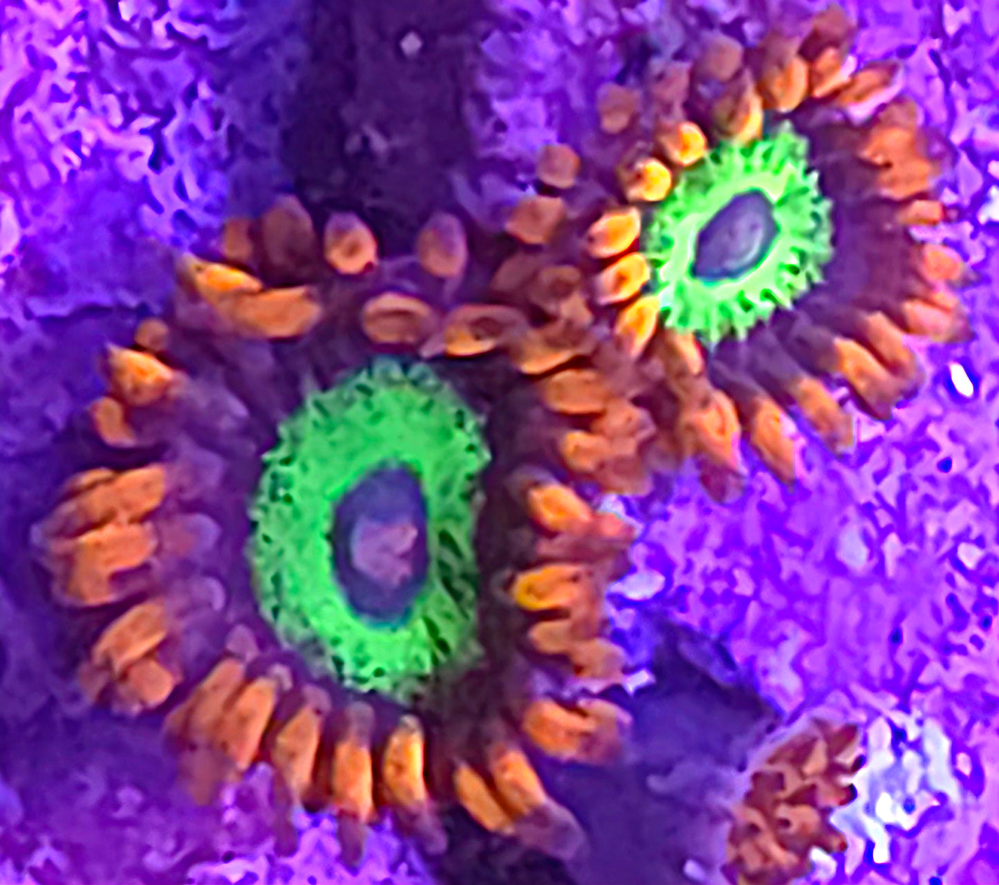 Emeralds on Fire Zoas