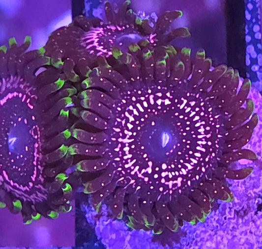 WWC Taser Zoa