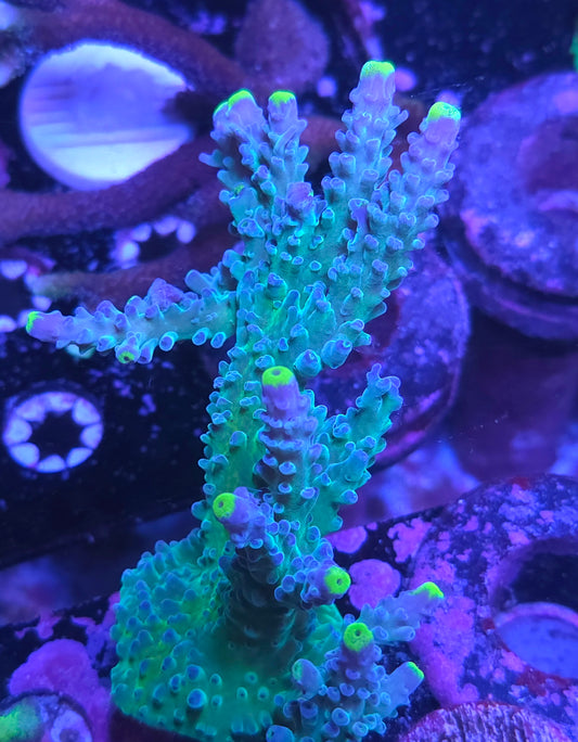 WWC Yellow Tip Acro