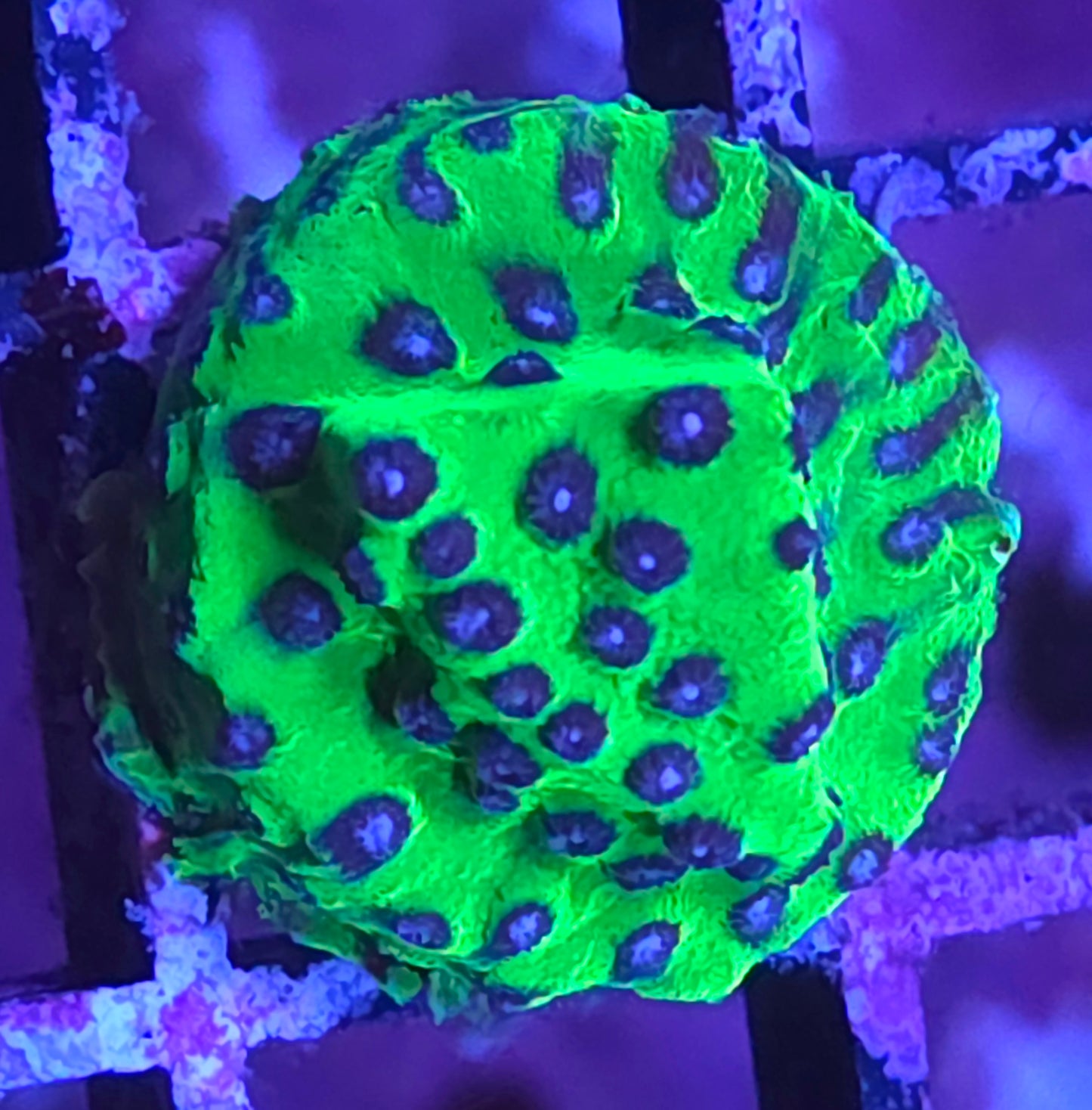 JF Master PPE Cyphastrea