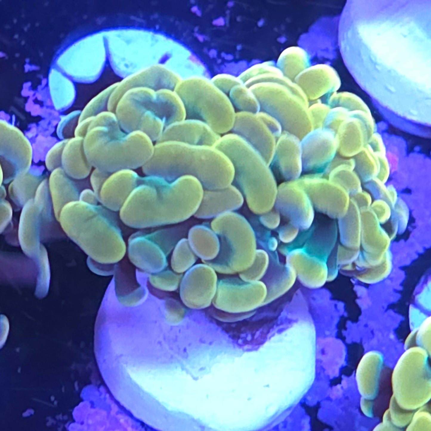 Gold Hammer flash deal