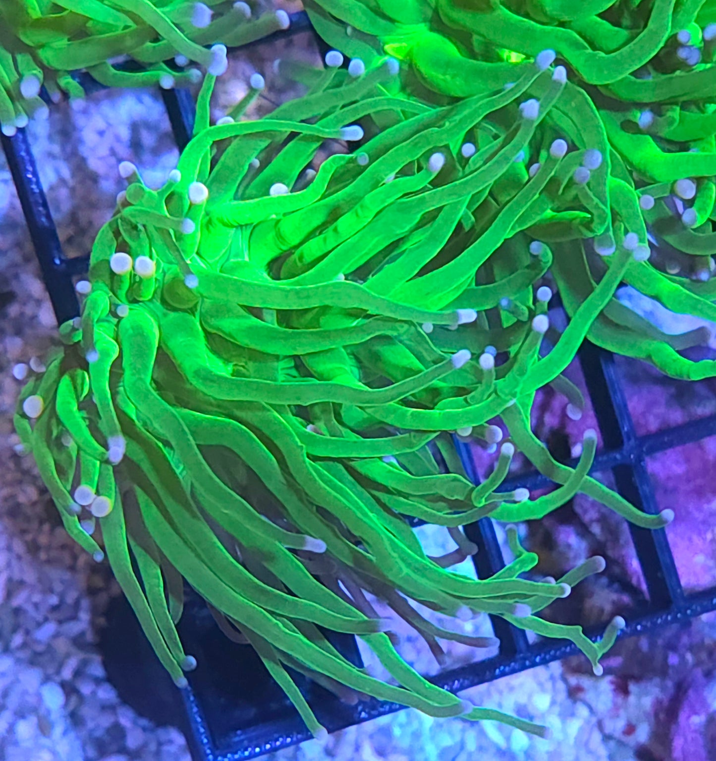 Cotton Candy Torch single