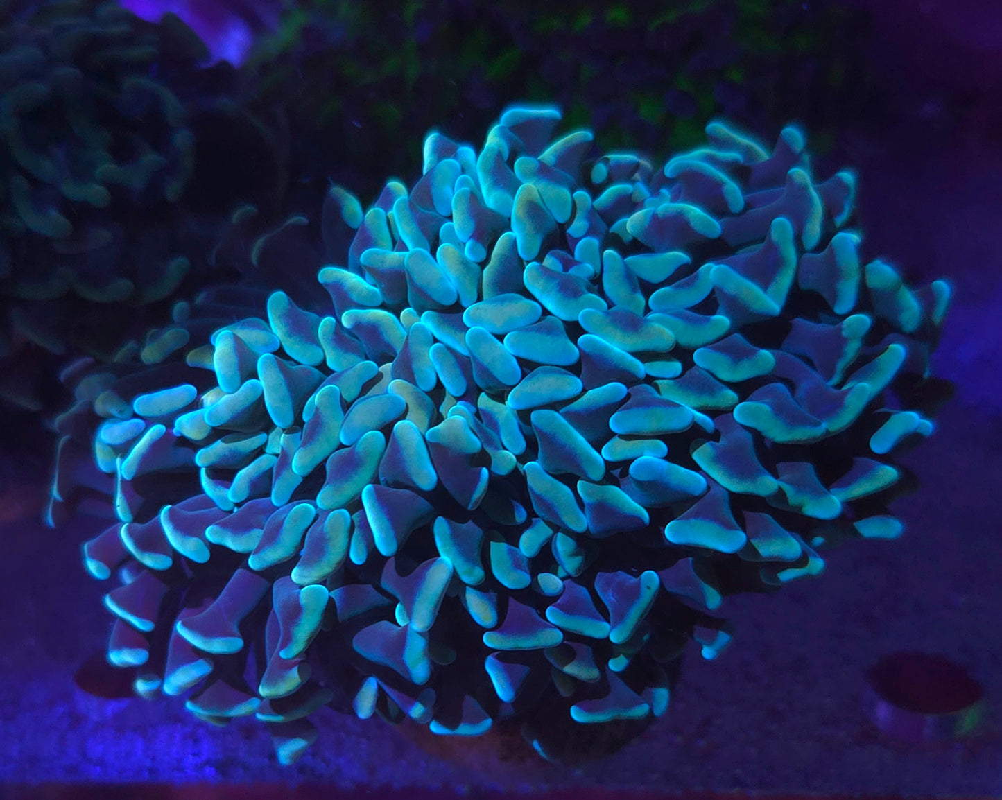 Teal and Gold Hammer -colony