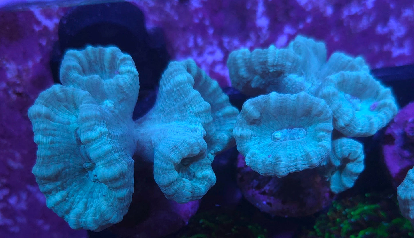 Teal candy canes X-large