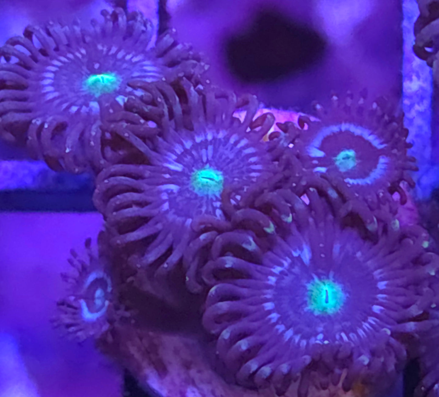 Blue Lagoon Zoas