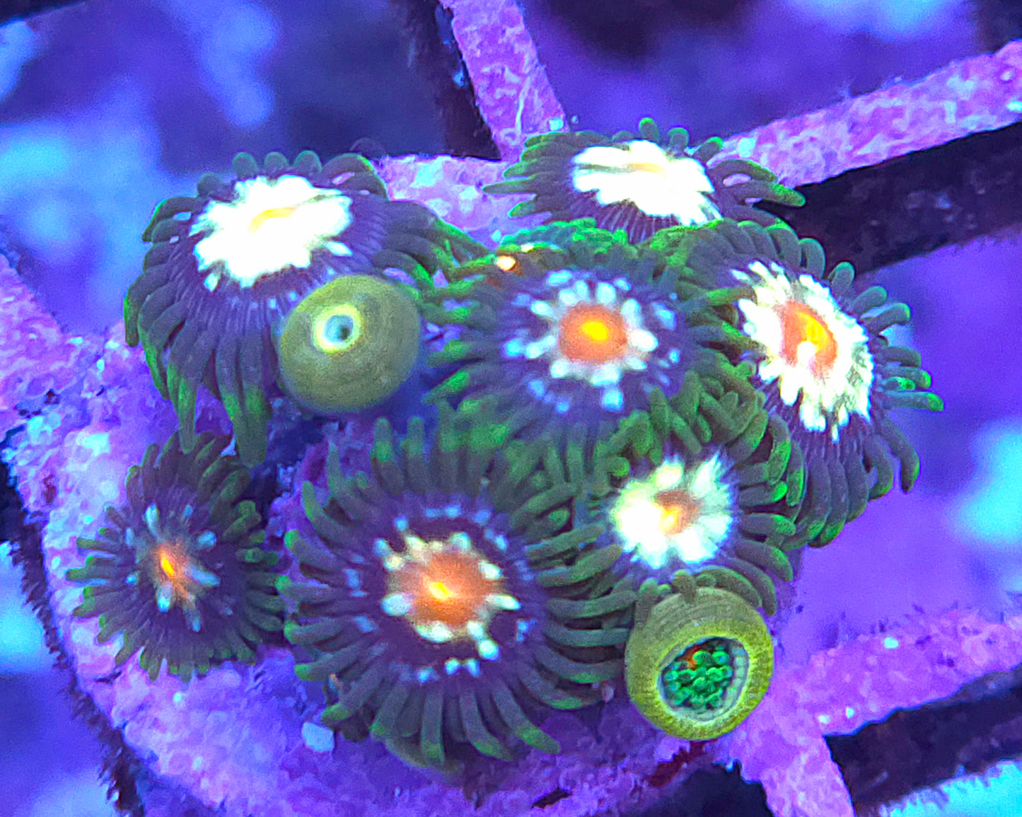 Daisy Cutter Zoas