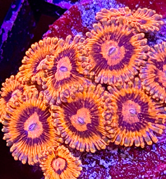 El Corazon Zoas