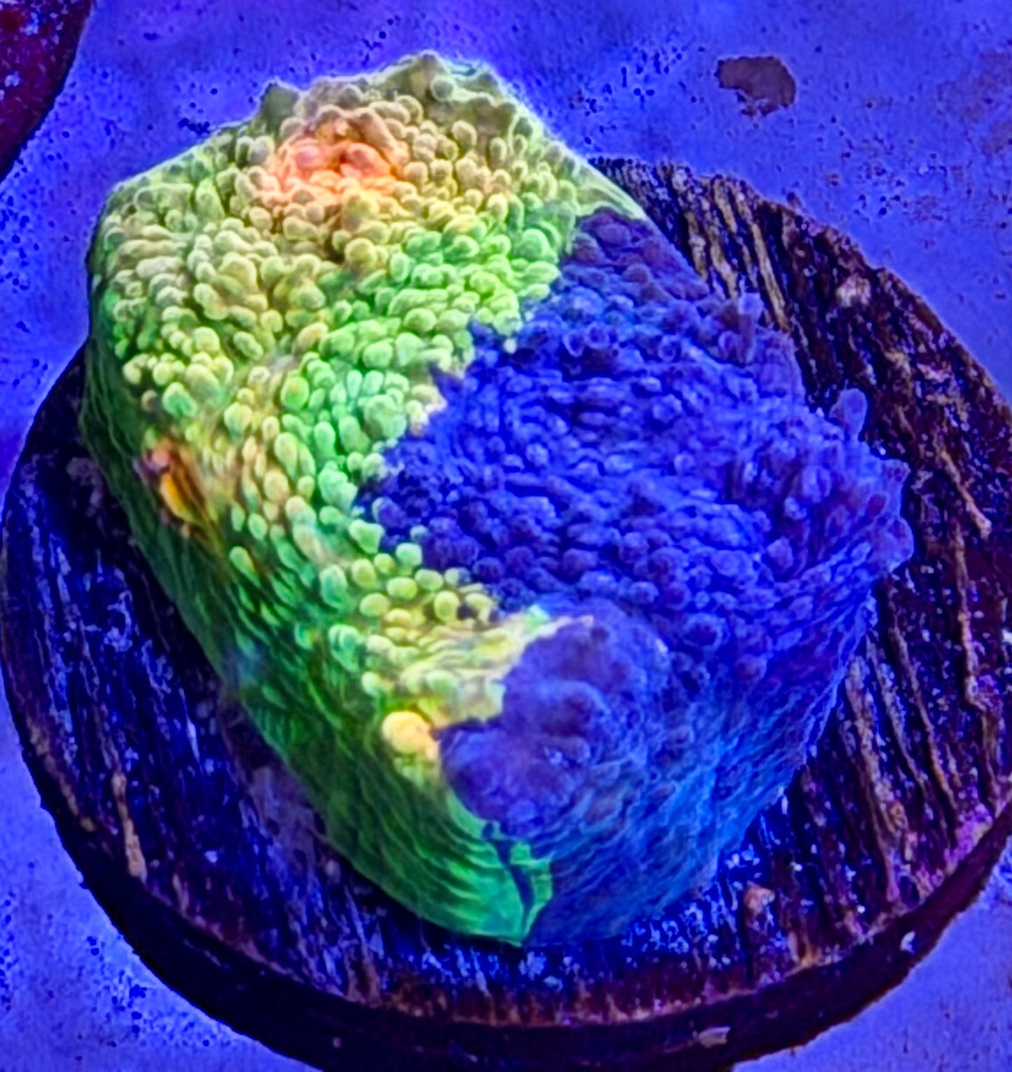 Crayola Meltdown Chalice
