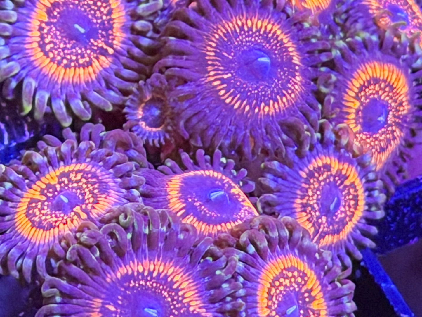 Armor of the Gods Zoas