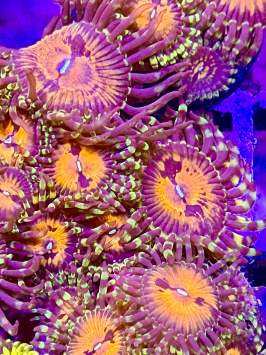Flaming Brohican Zoas