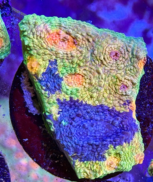 Crayola Meltdown Chalice Large Frag