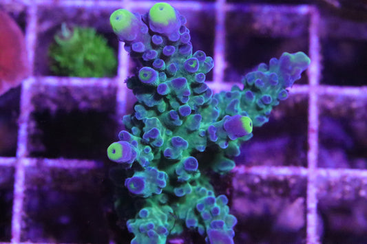 WWC Yellow Tips - CUT TO ORDER