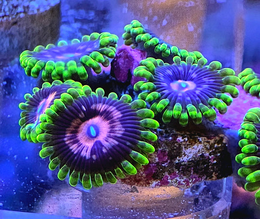 Scarlet Fever Zoas