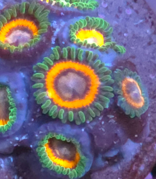 JF Fairy Tale Zoas