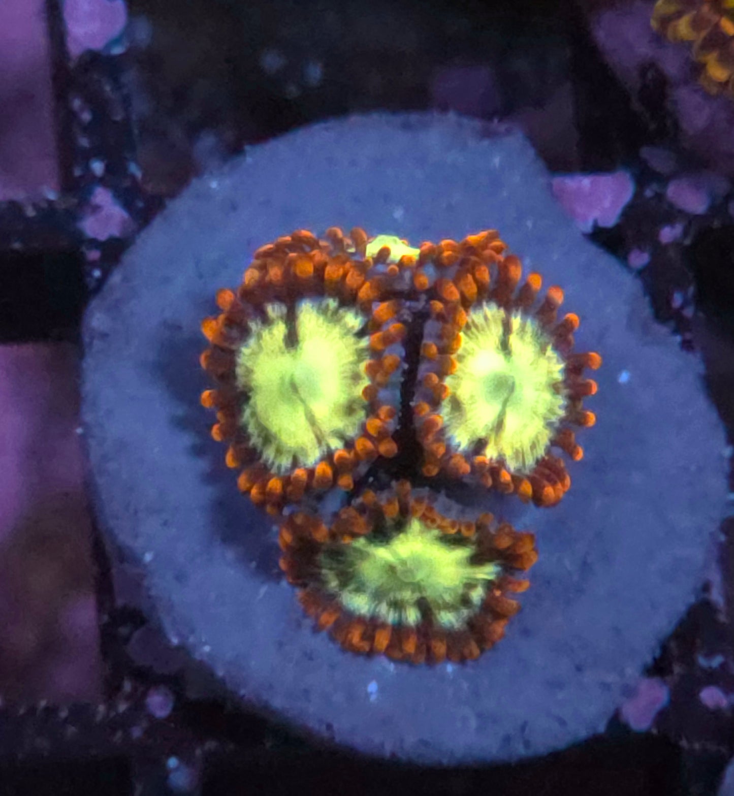 Flaming Fireball Zoas