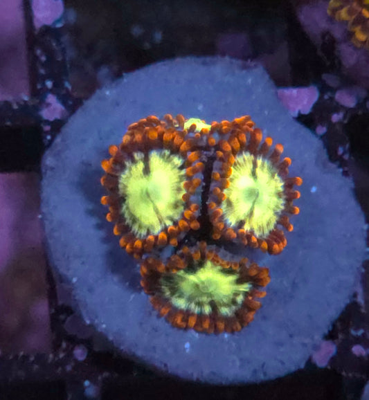 Flaming Fireball Zoas